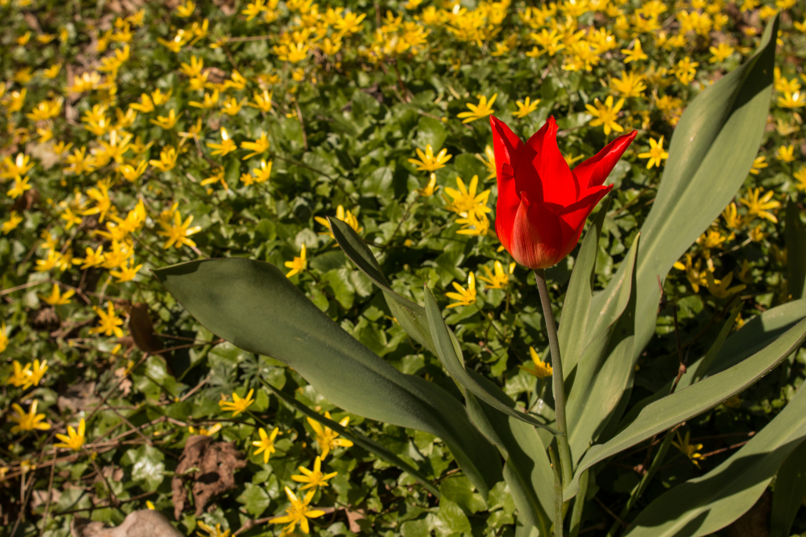 Tulpe im Klostergarten (Schortens)