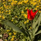 Tulpe im Klostergarten (Schortens)