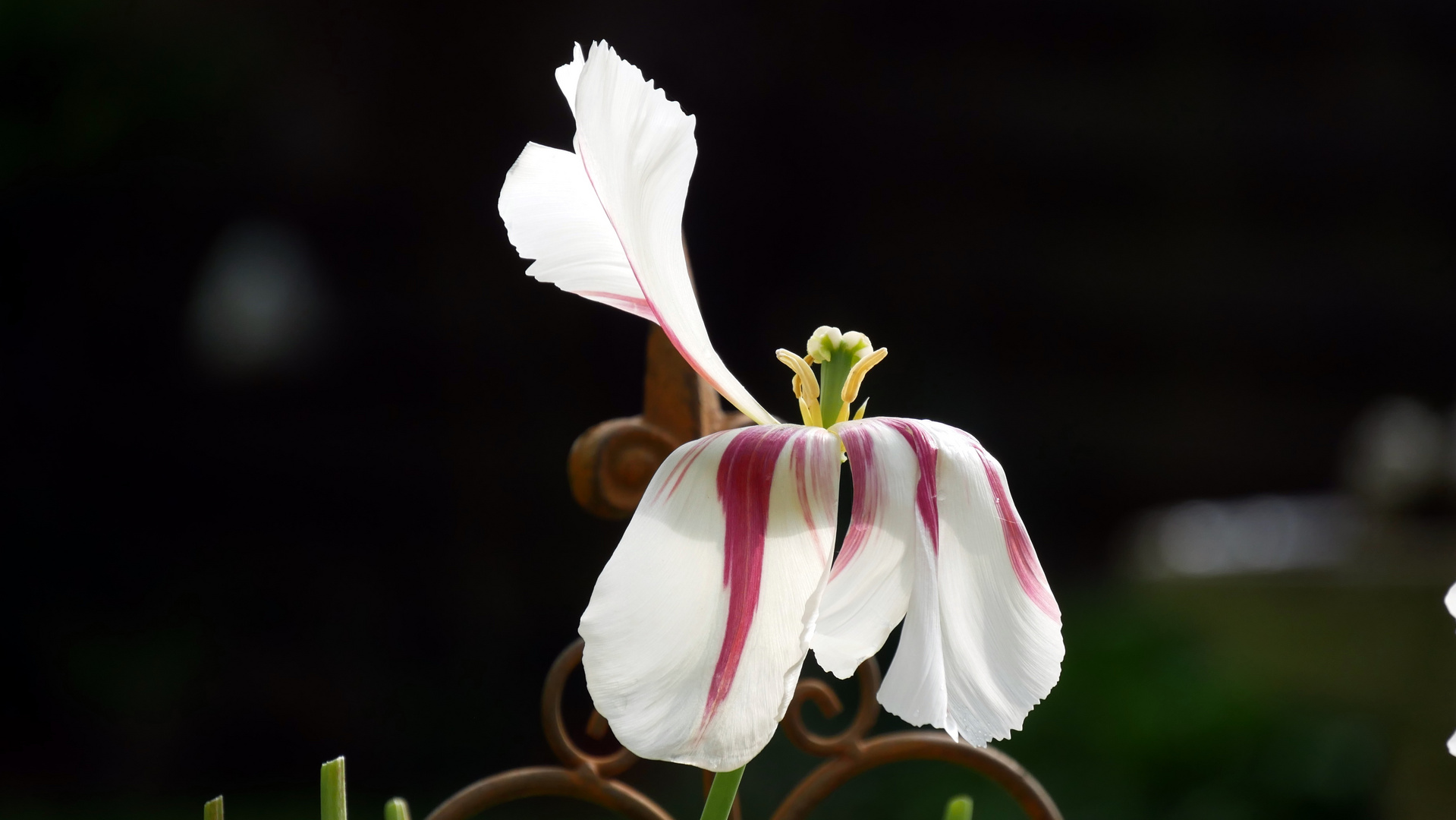 Tulpe im letzten Lebensabschnitt