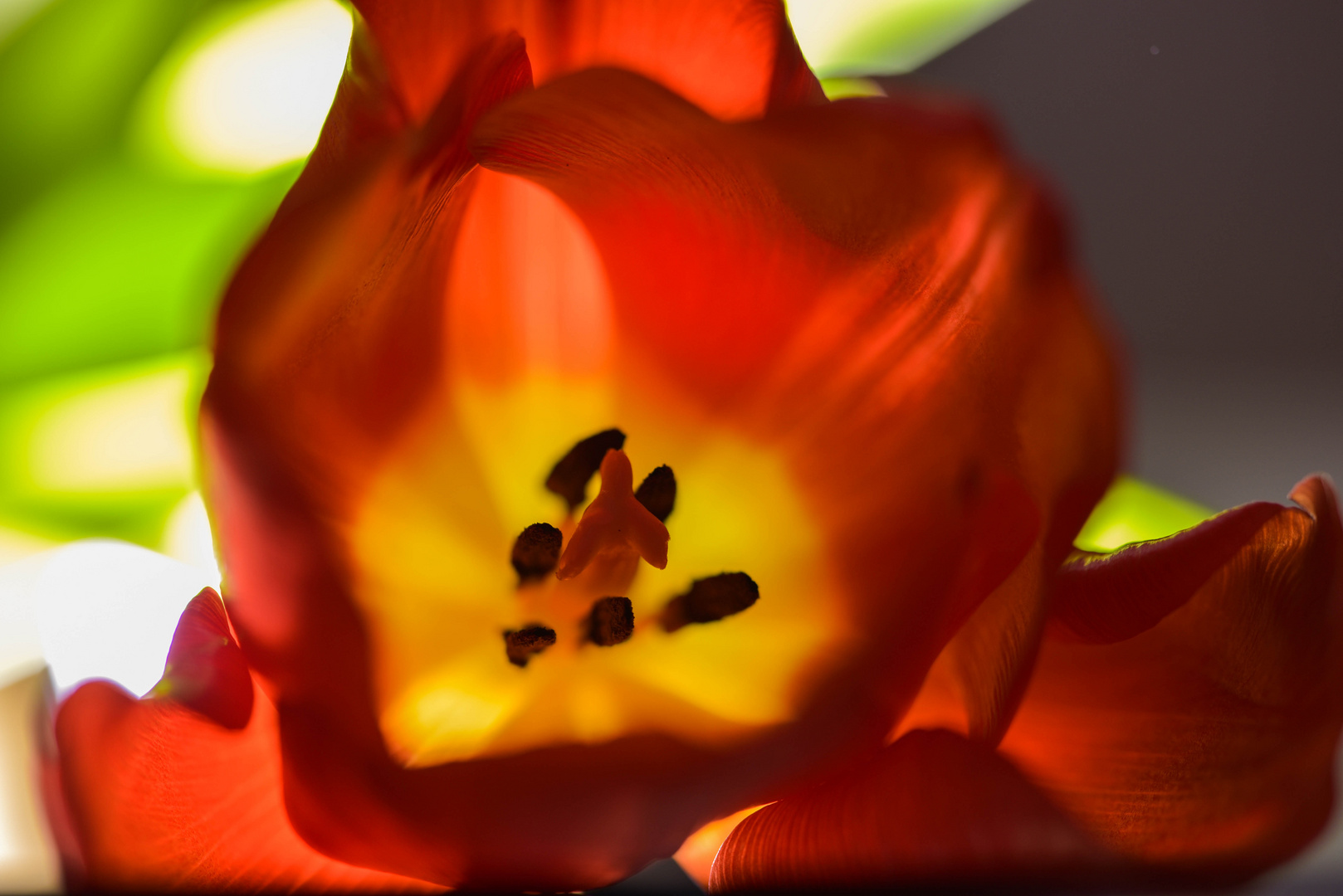 Tulpe im Licht