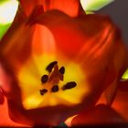 Tulpe im Licht