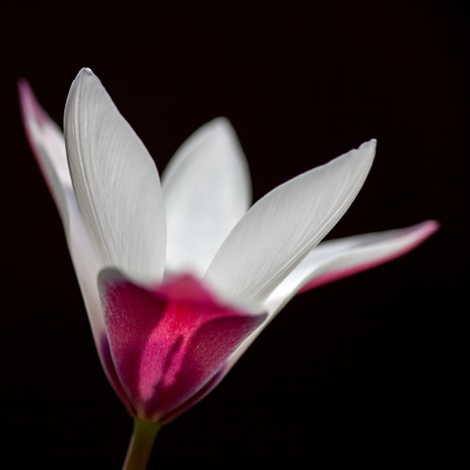 Tulpe im Licht