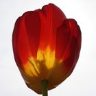 Tulpe im Licht