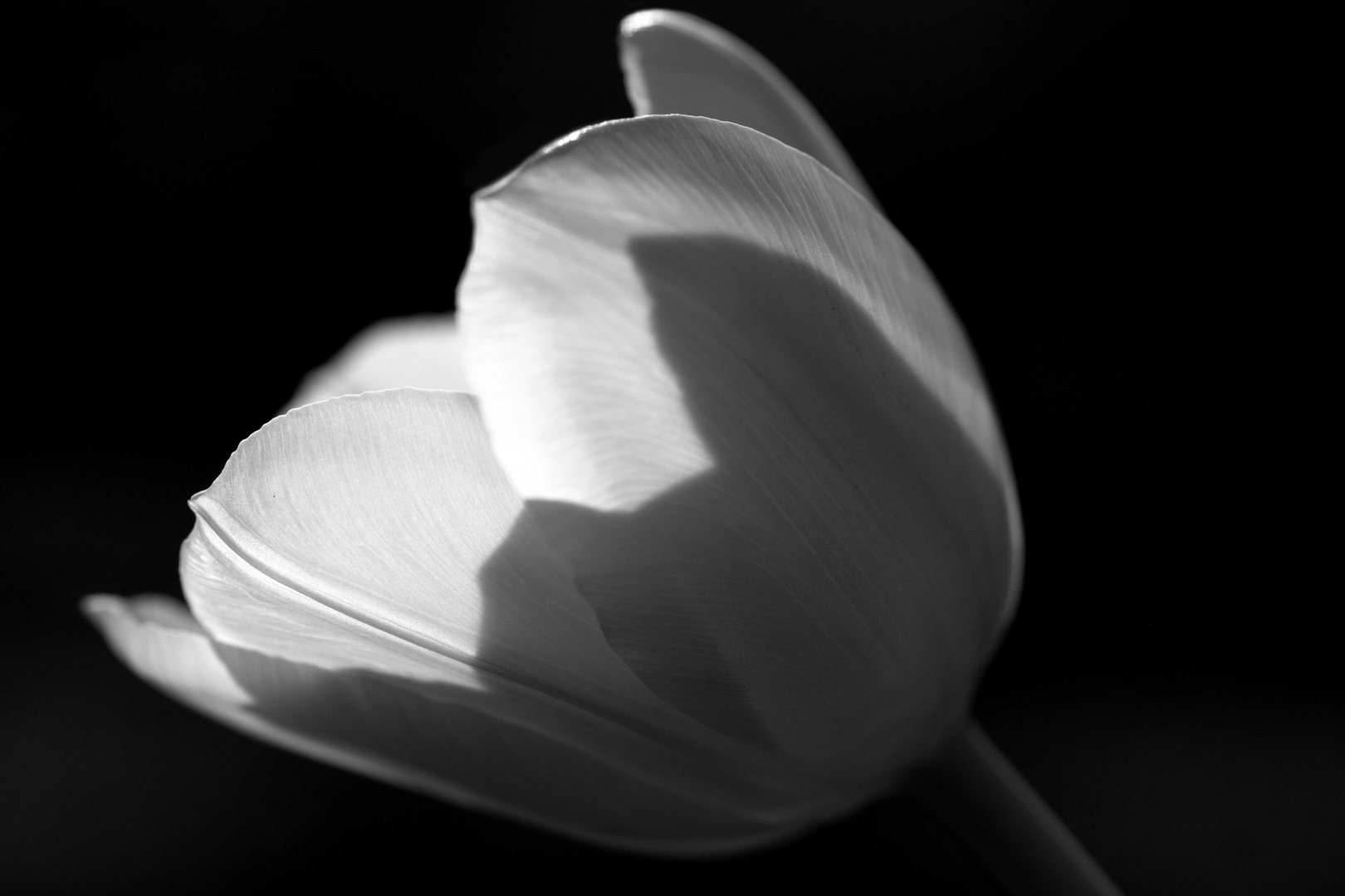 Tulpe im Licht