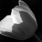 Tulpe im Licht