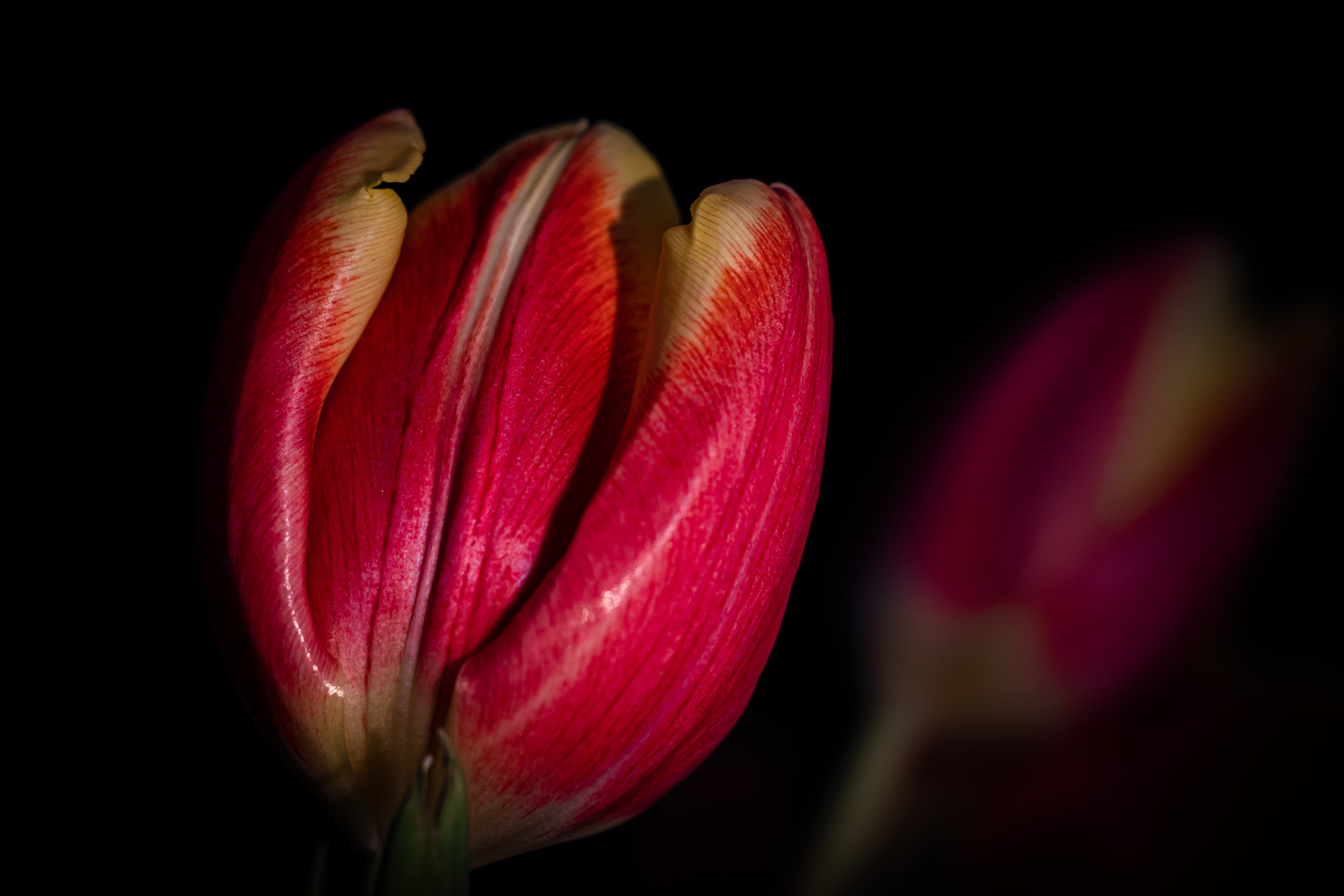 Tulpe im Licht