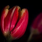 Tulpe im Licht