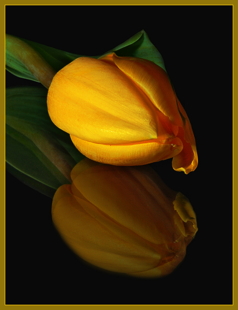 Tulpe im Licht des Spiegelbildes