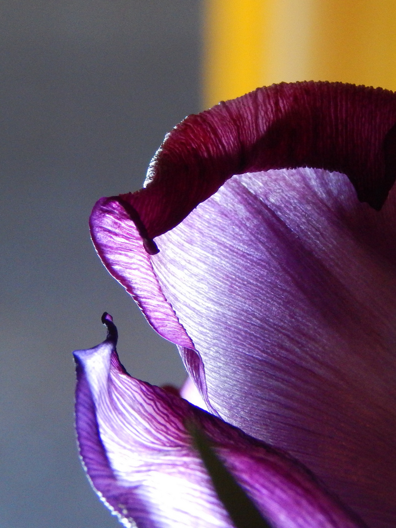 Tulpe im Licht