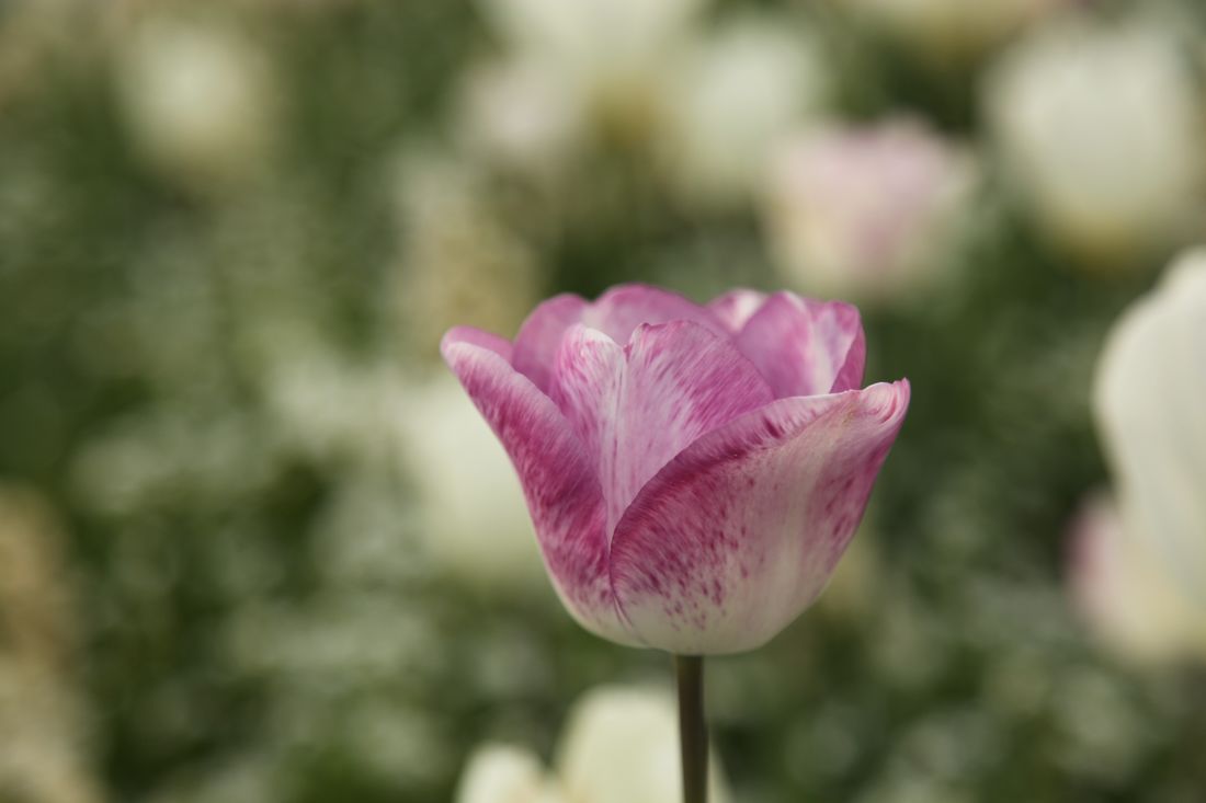 Tulpe im Luisenpark 2