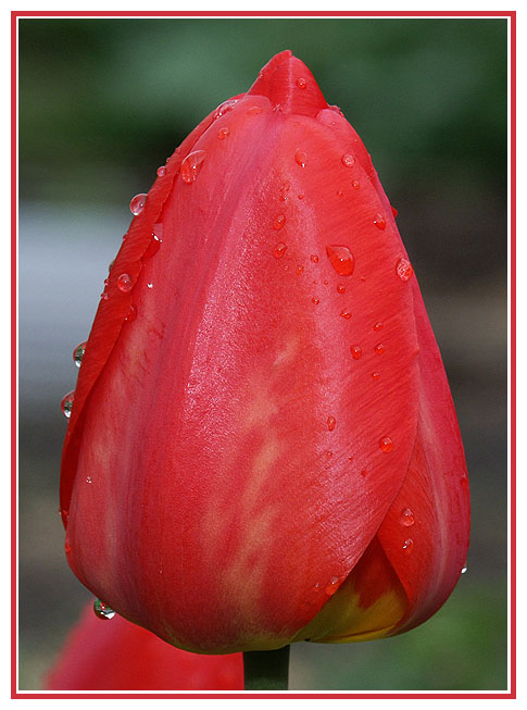 Tulpe im Mai