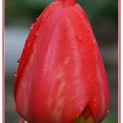 Tulpe im Mai