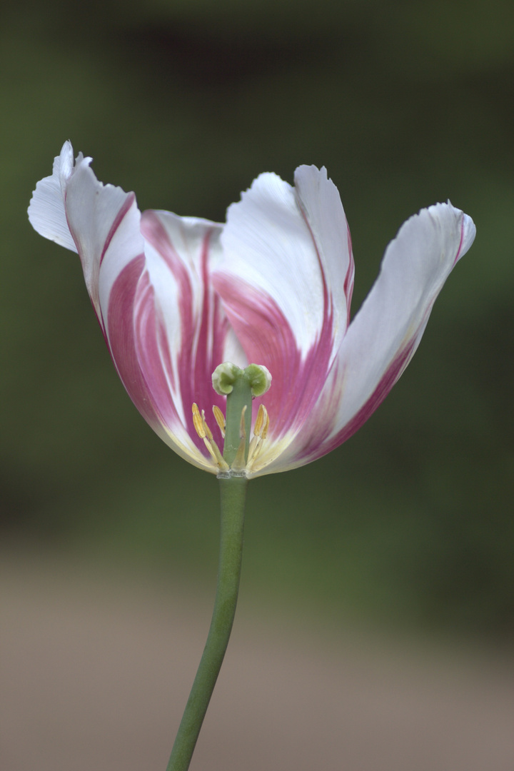 Tulpe im Mai 2012