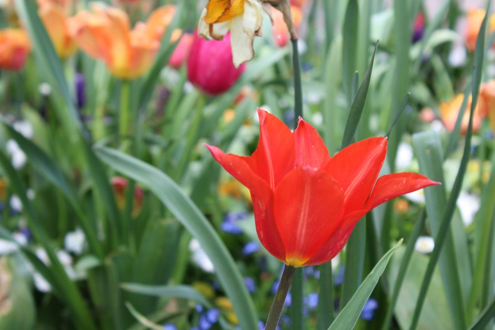 Tulpe im Mai