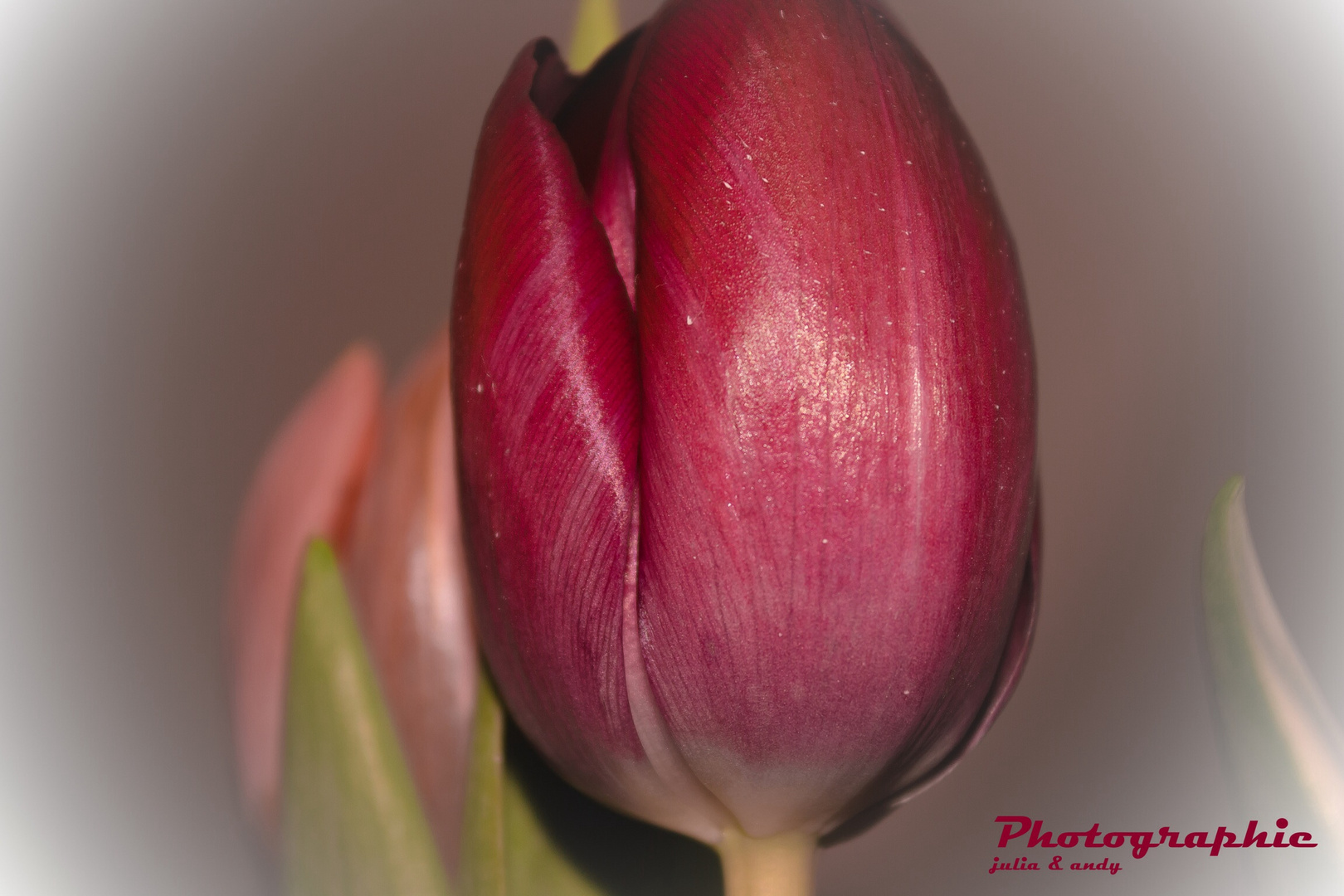 Tulpe im Makro