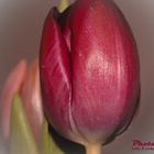 Tulpe im Makro