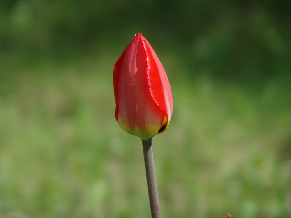 Tulpe im Morgenlicht von kewo 