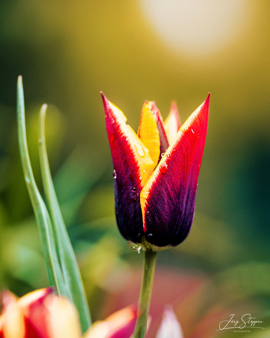 Tulpe im Morgenlicht