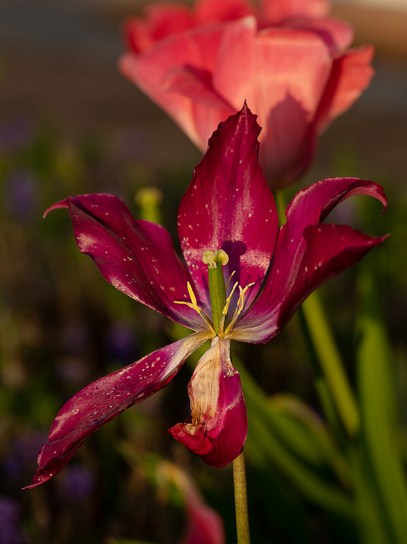 Tulpe im Morgenlicht