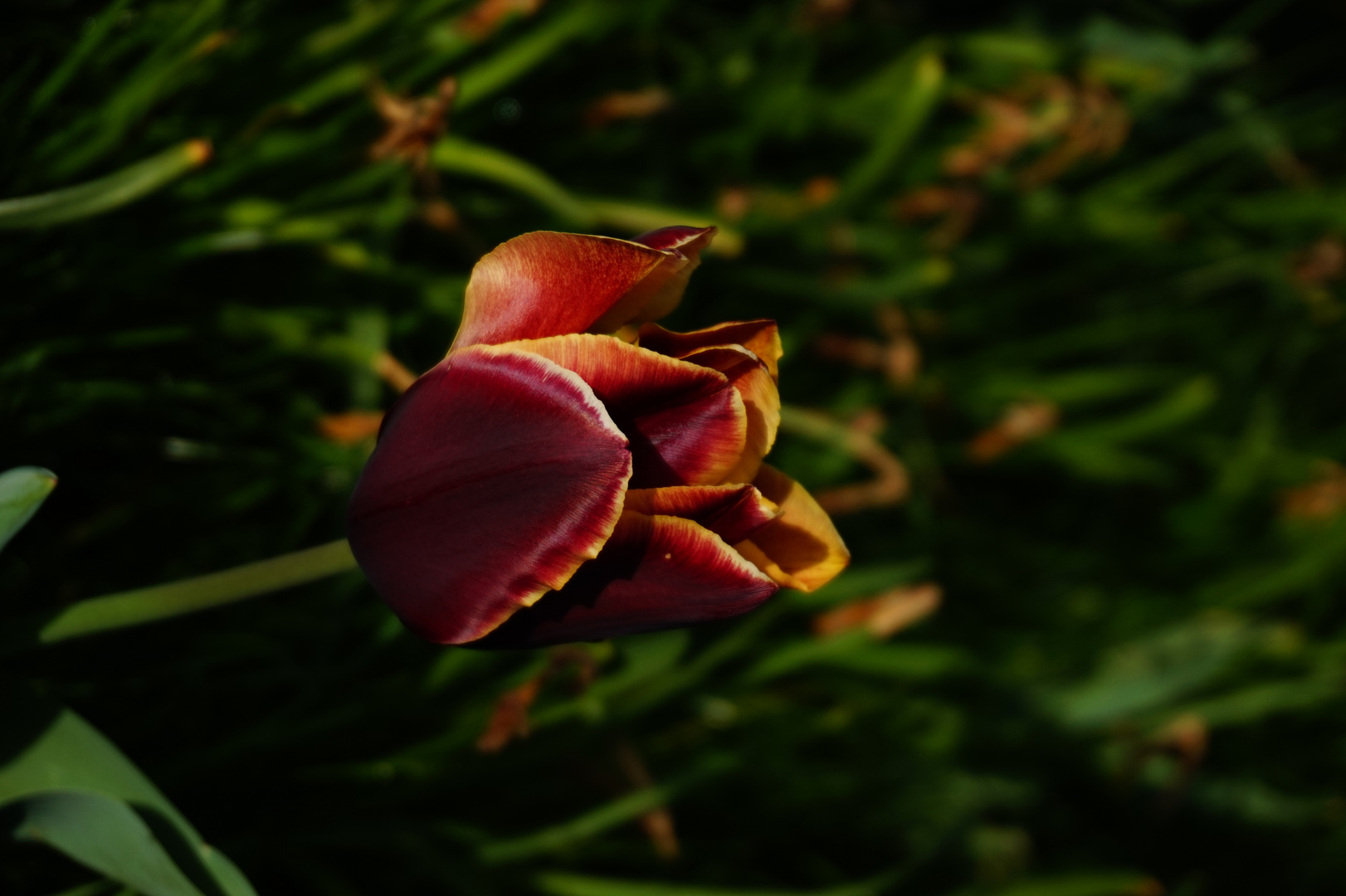 Tulpe im Morgenlicht