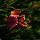 Tulpe im Morgenlicht