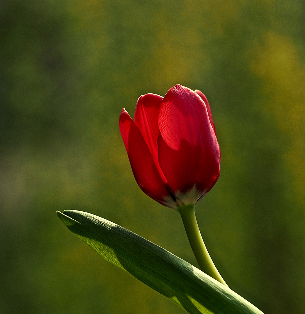 Tulpe im Morgenlicht