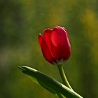 Tulpe im Morgenlicht