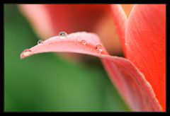 Tulpe im Morgentau