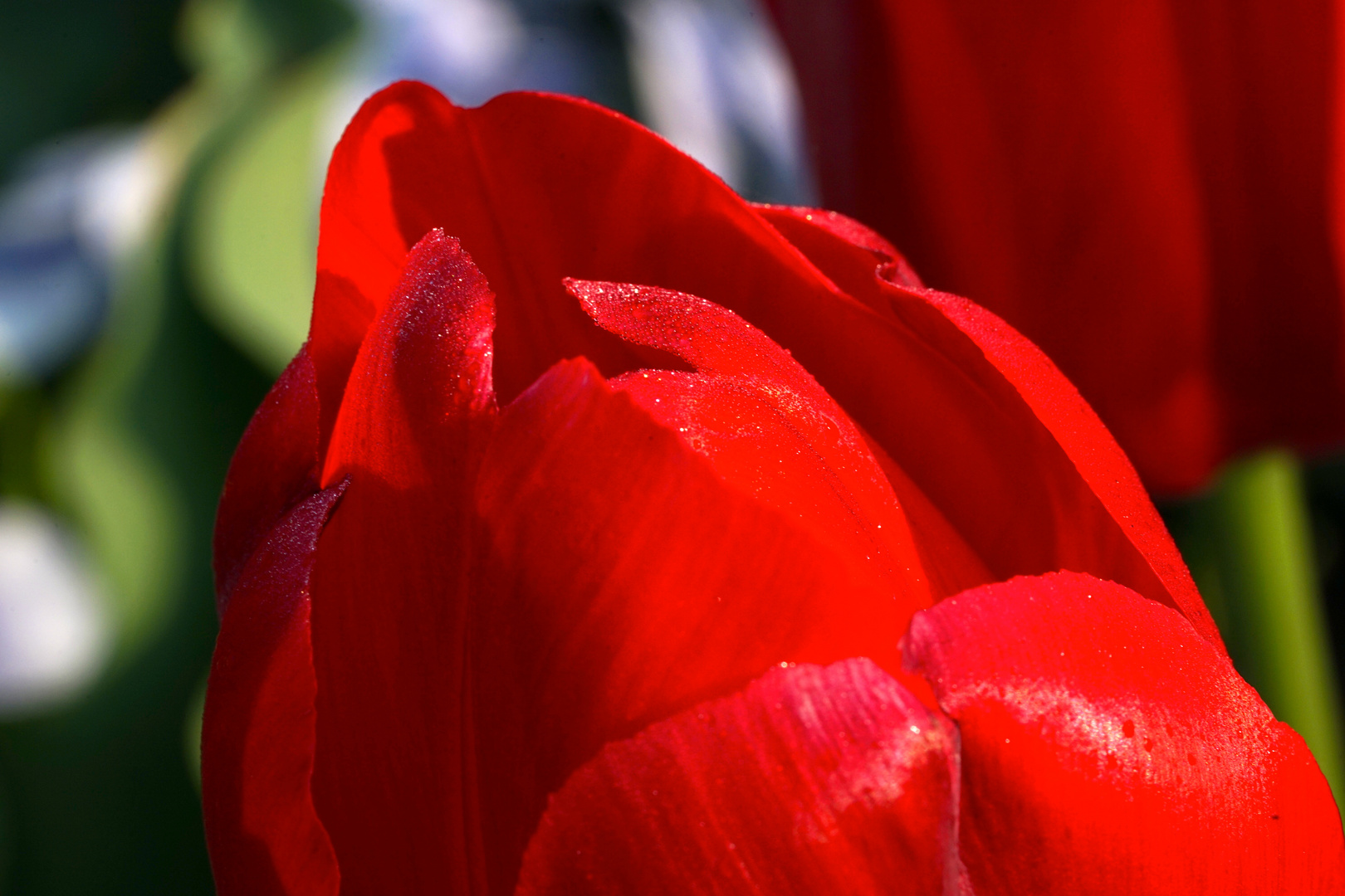 Tulpe im Morgentau