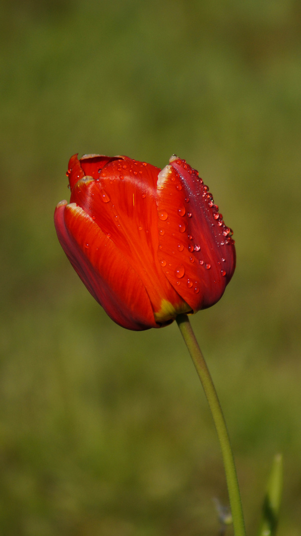 Tulpe im Morgentau