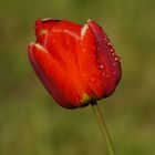 Tulpe im Morgentau
