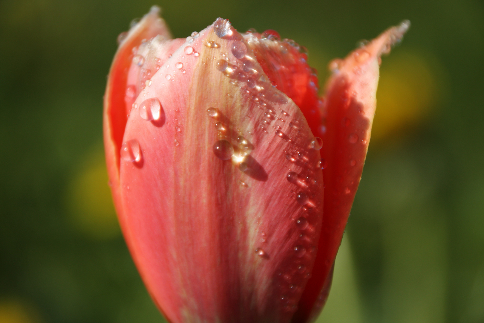 Tulpe im Morgentau