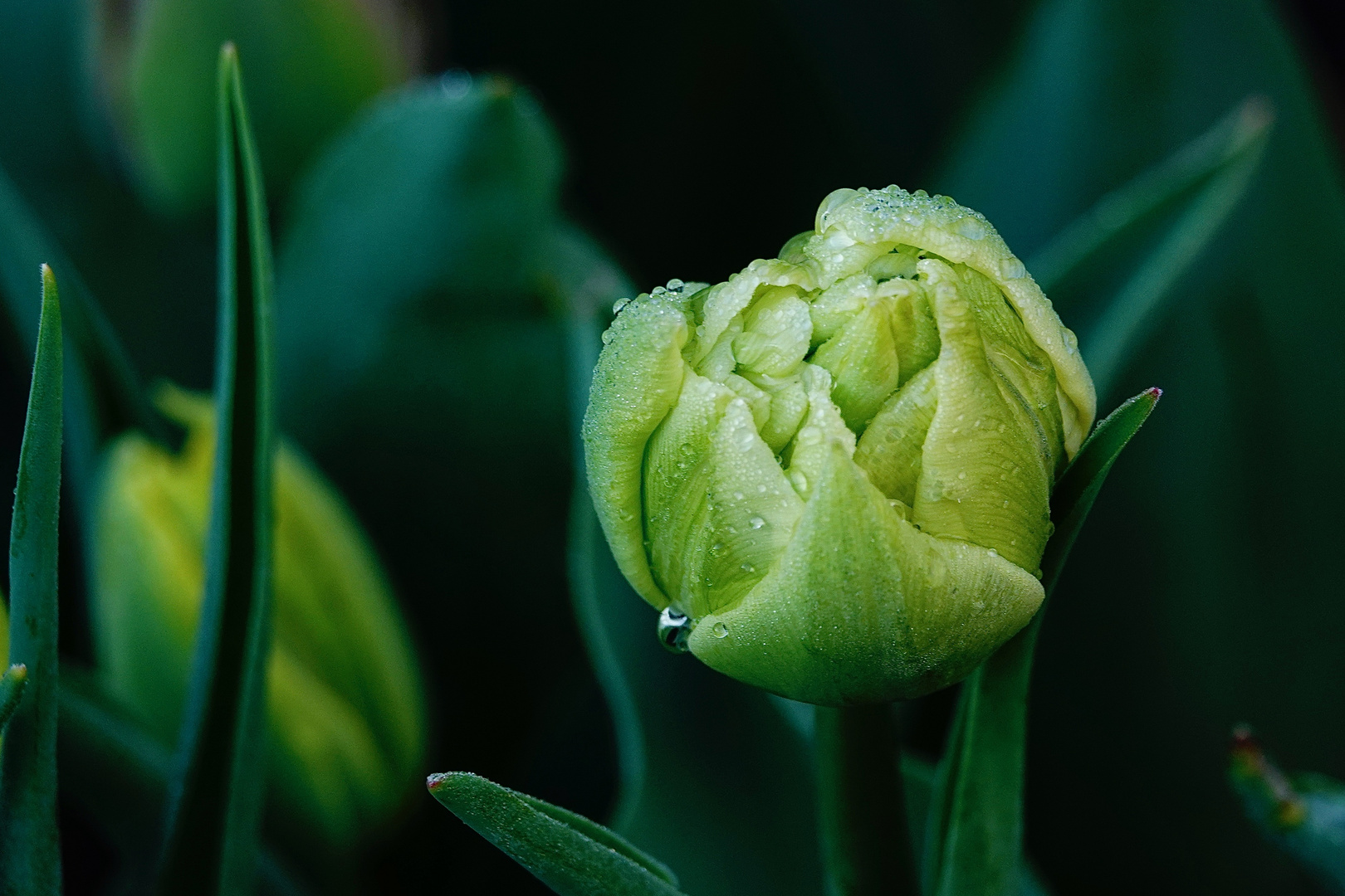 TULPE im Morgentau