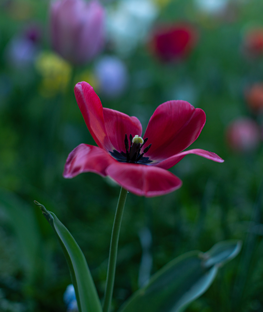 Tulpe im Museums- / Fockegarten in Brmen