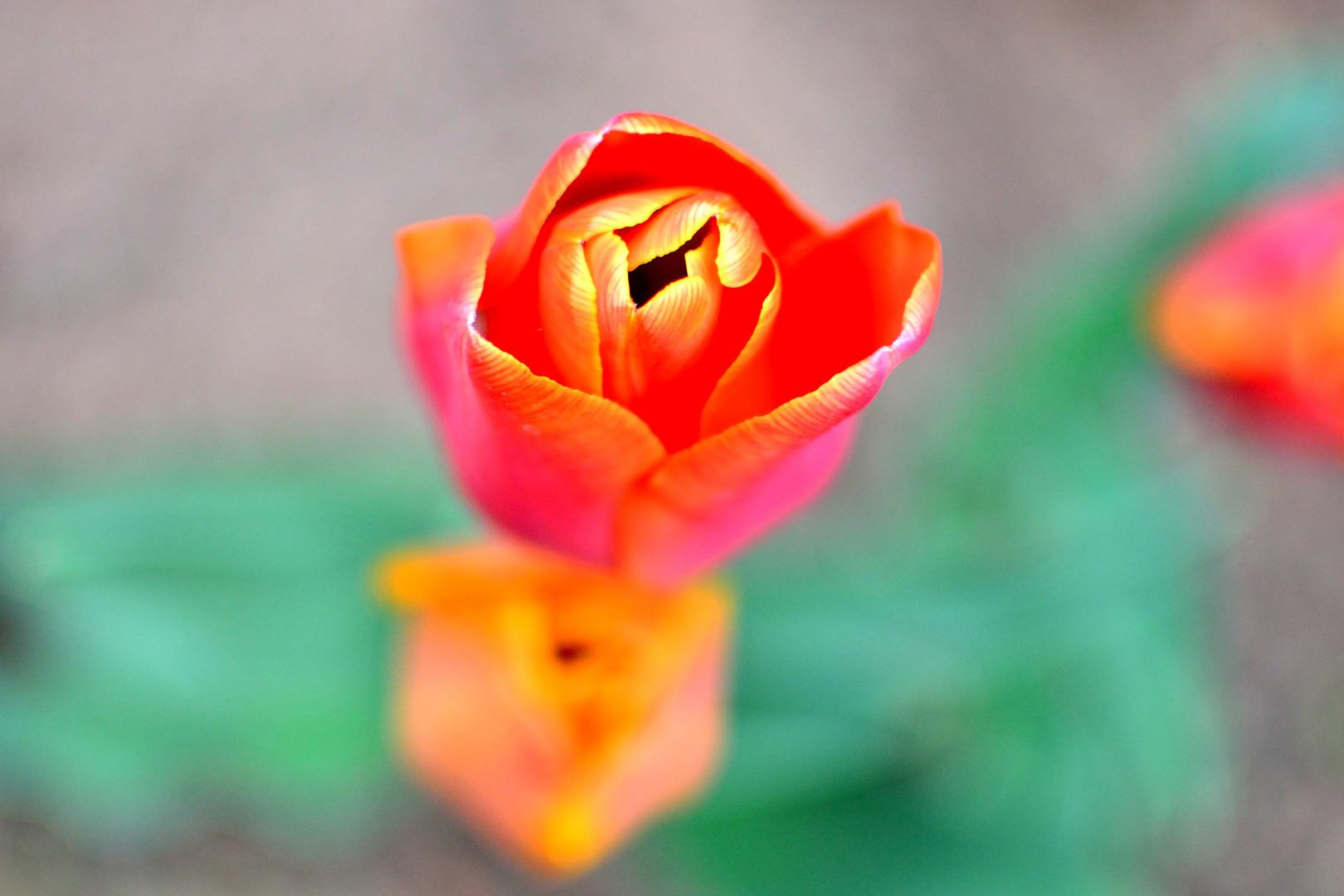 Tulpe im Porträt