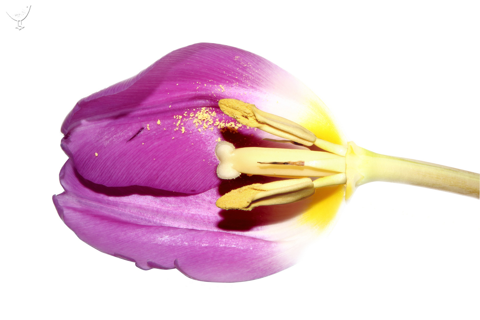 Tulpe im Querschnitt