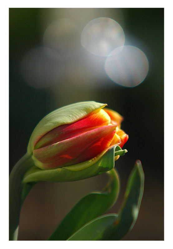 Tulpe im Rampenlicht