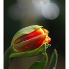 Tulpe im Rampenlicht