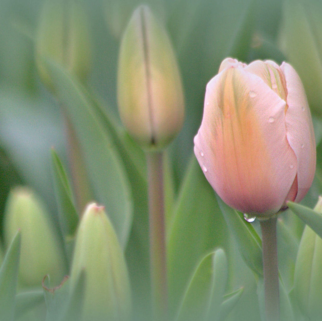 Tulpe im Regen.....