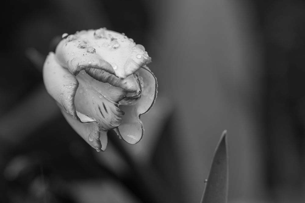 Tulpe im Regen