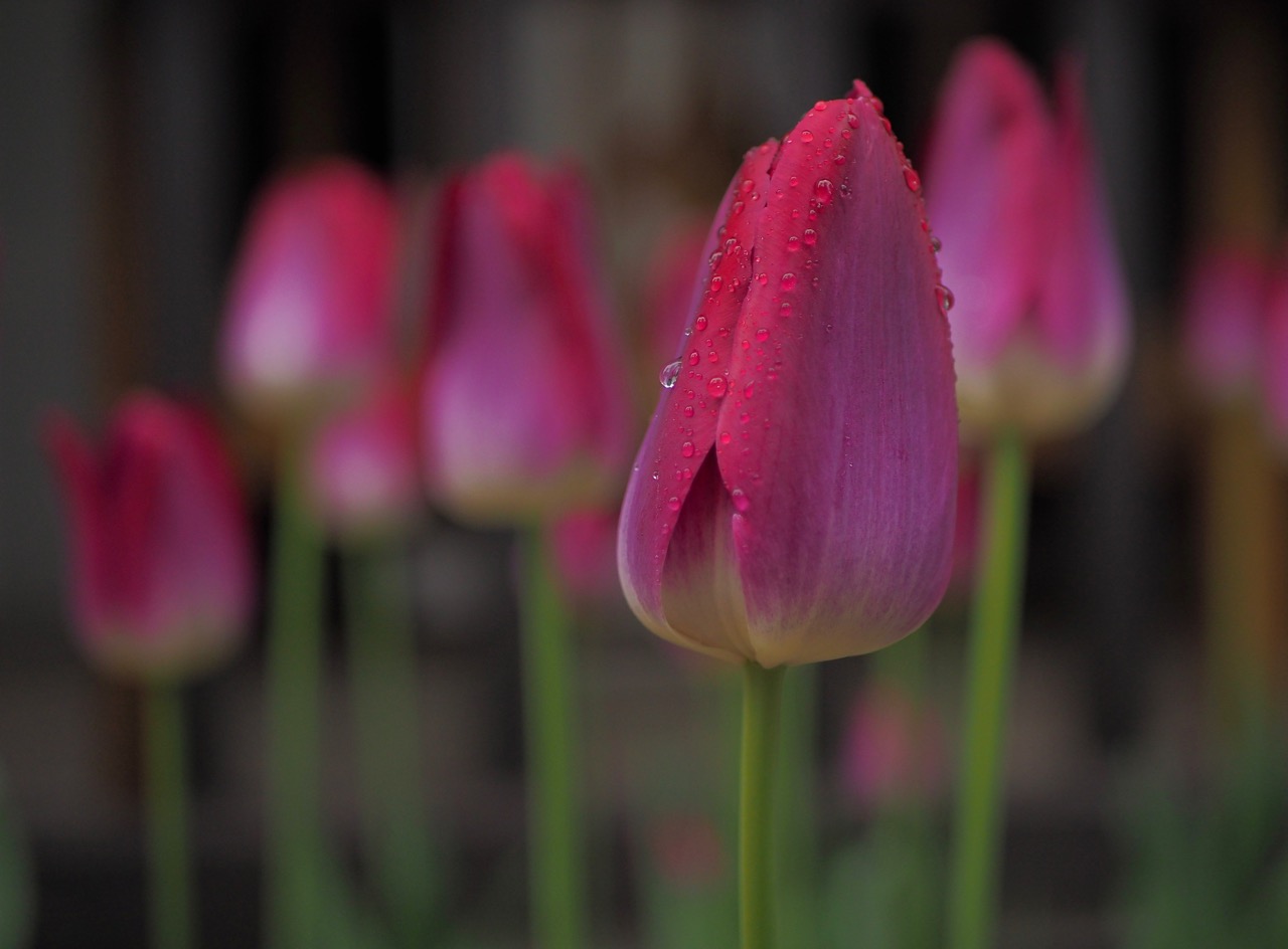 Tulpe im Regen