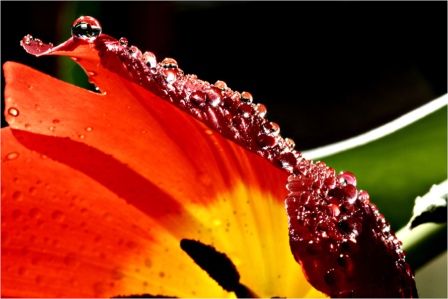 Tulpe im Regen