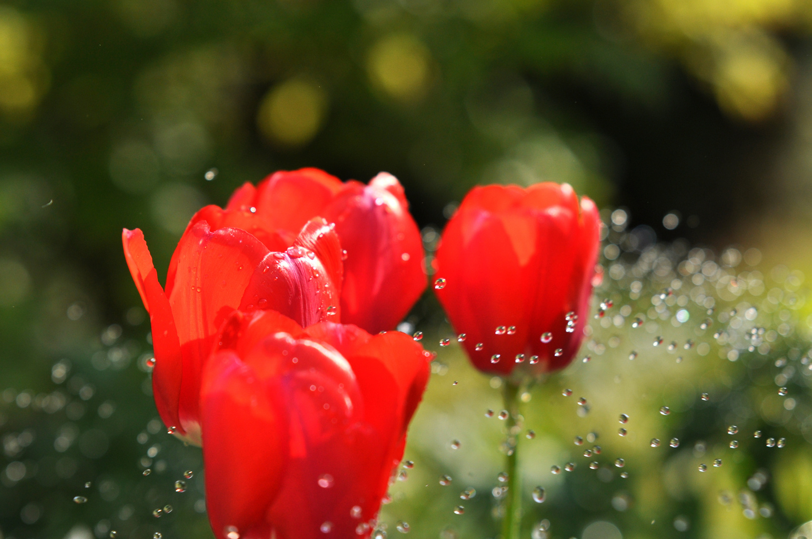 Tulpe im Regen