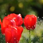 Tulpe im Regen