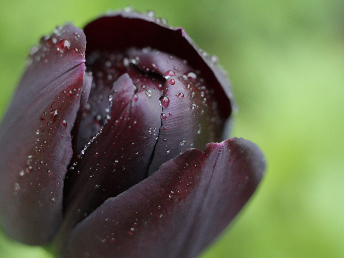 Tulpe im Regen