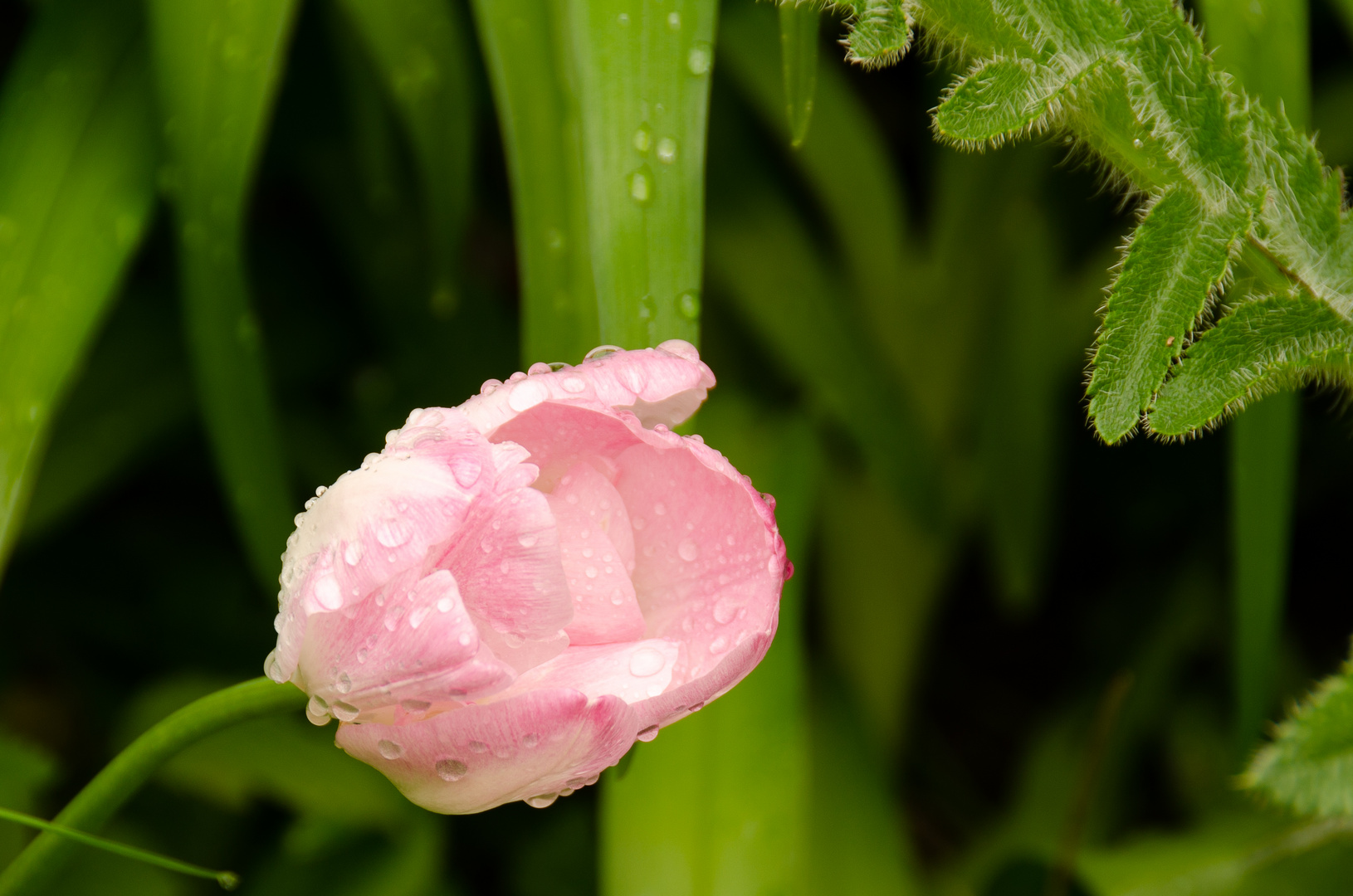 Tulpe im Regen