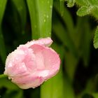 Tulpe im Regen