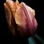 Tulpe im Regen