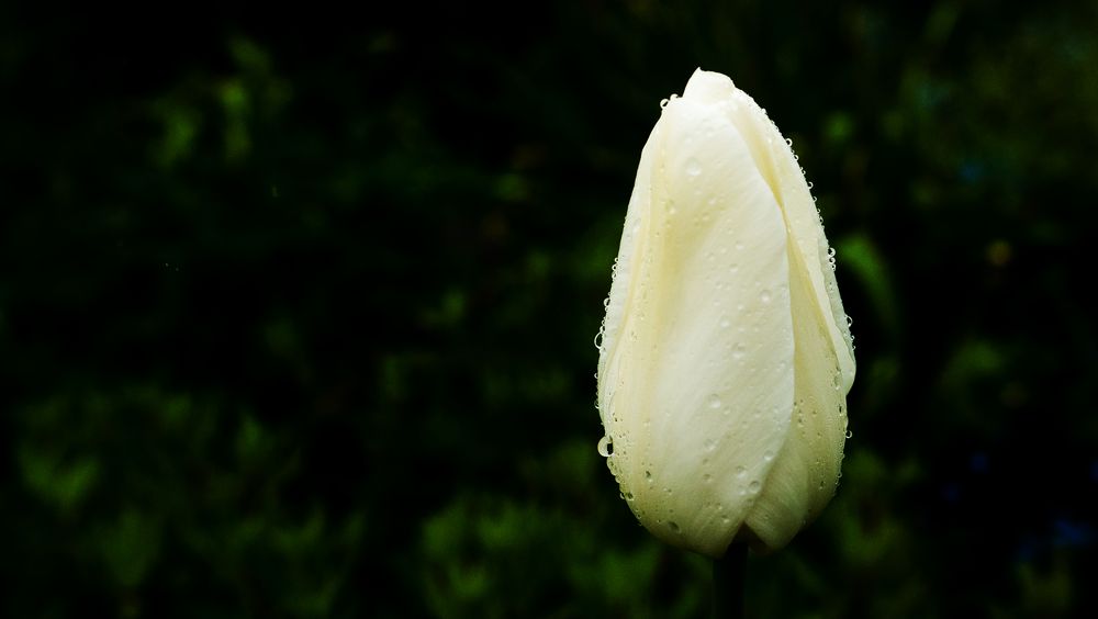 Tulpe im Regen