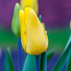 Tulpe im Regen